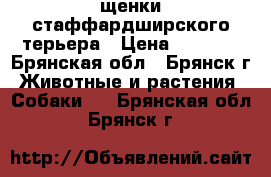 щенки стаффардширского терьера › Цена ­ 8 000 - Брянская обл., Брянск г. Животные и растения » Собаки   . Брянская обл.,Брянск г.